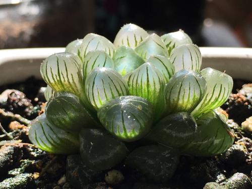 玉露-植物图鉴